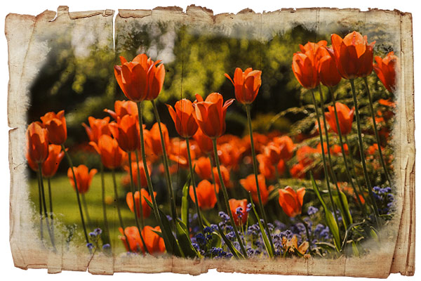 Orange Darwinian tulips on antique paper