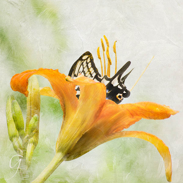 Swallowtail Butterfly On Day Lily