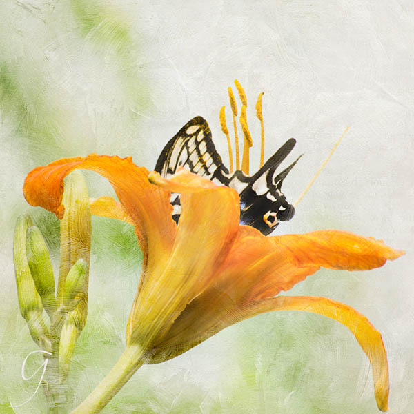 Butterfly in a golden daylily.