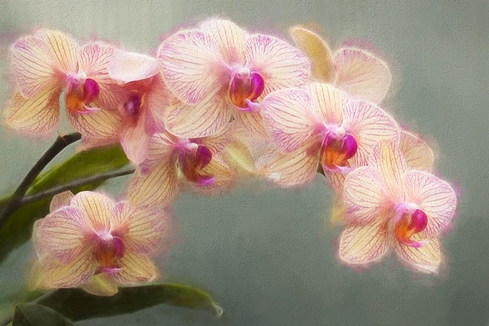 Magenta and white phalaenopsis orchids