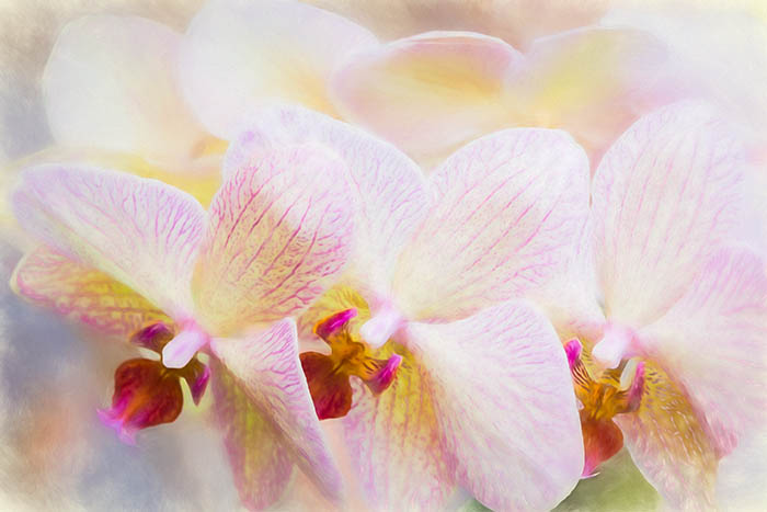 White and magenta phalaenopsis orchids