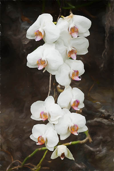 White Phalaenopsis Orchids In Thailand