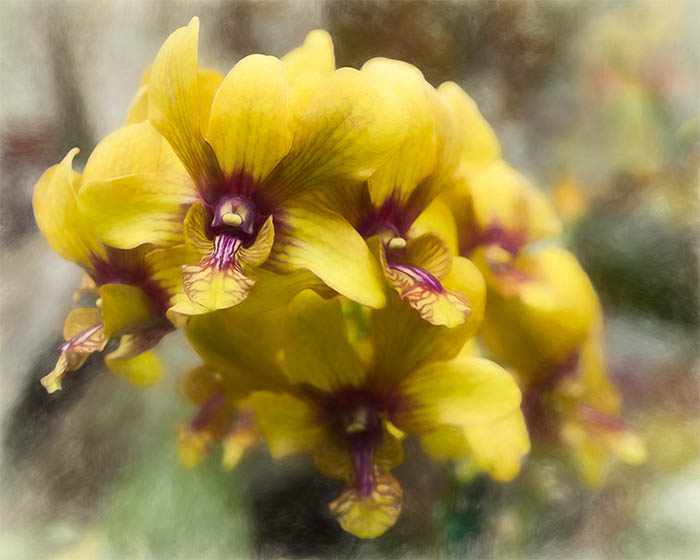 Yellow Orchids Foster Botanical Garden Honolulu