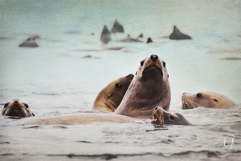 Painterly Stellar Sea Lions