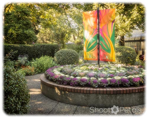 Park Tilford Gardens Ornamental Cabbages