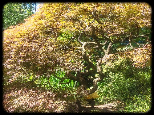 Japanese Maple Across the Bridge, Park Tilford