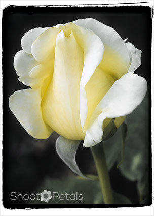 Dainty light yellow tea rose on black.