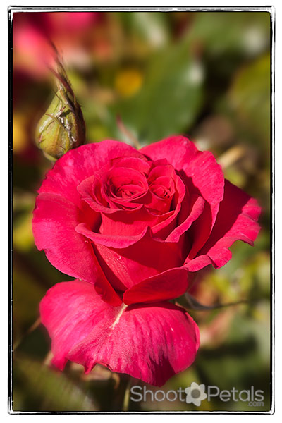 Pictures of roses, fuchsia red tea rose
