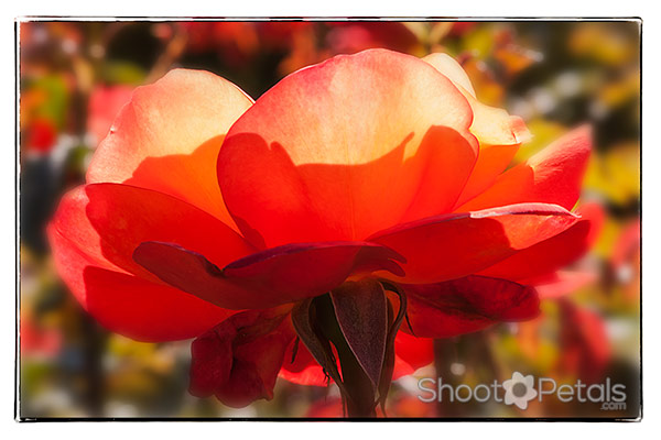 Backlit orange tea rose photo - "Voodoo"! Empress Hotel Rose Garden