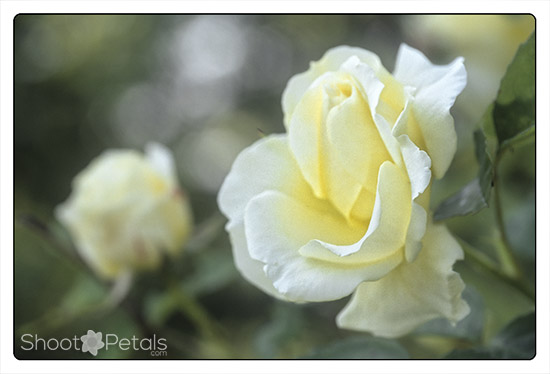 Delicate yellow tea rose, VanDusen Rose Garden