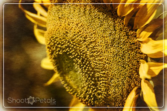 Golden ratio spiral in sunflower