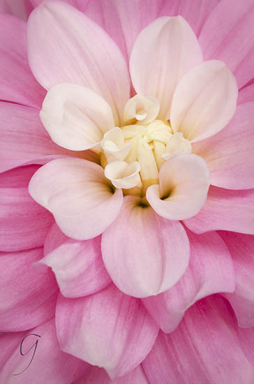 Centre Florets In a Pink Dahlia