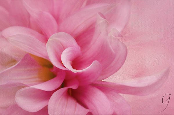 Pink and White Dahlia With Painterly Texture