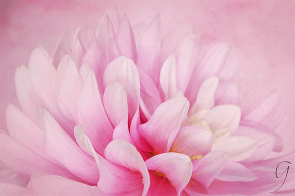 Pink and White Dahlia With Texture Background