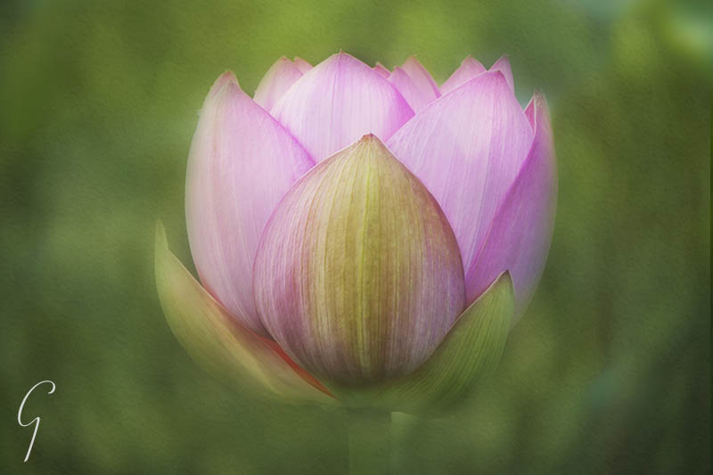 Pink Lotus In South Korea.