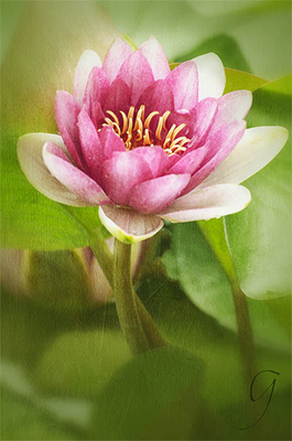 Pink Waterlily in Daegu, South Korea