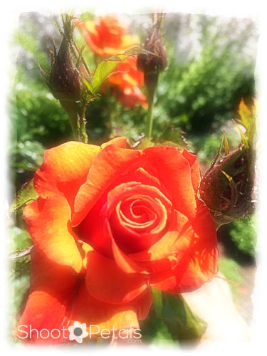 Orange Roses in Queen Elizabeth Park