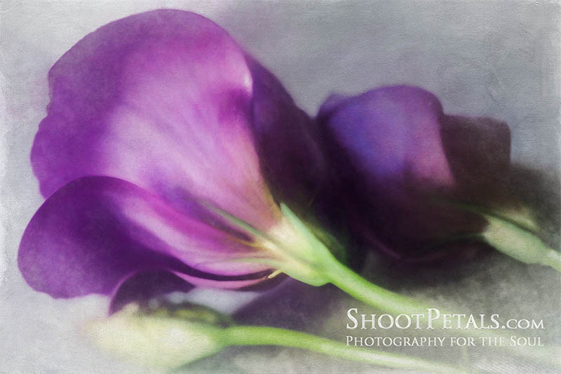 Glowing Purple Freesias In Window Light