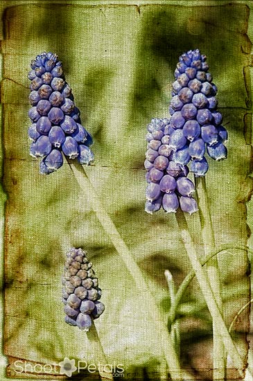 Grape hyacinths with linen and paper textures.