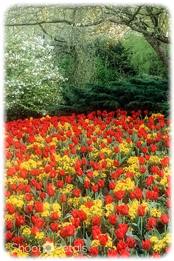 Vivid red tulips and yellow daffodils