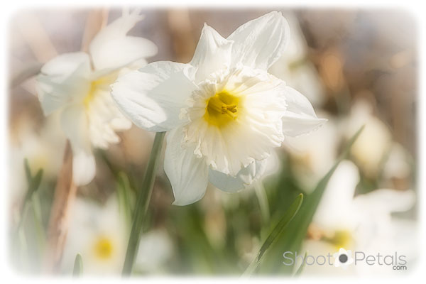 White daffodils looking towards the sun