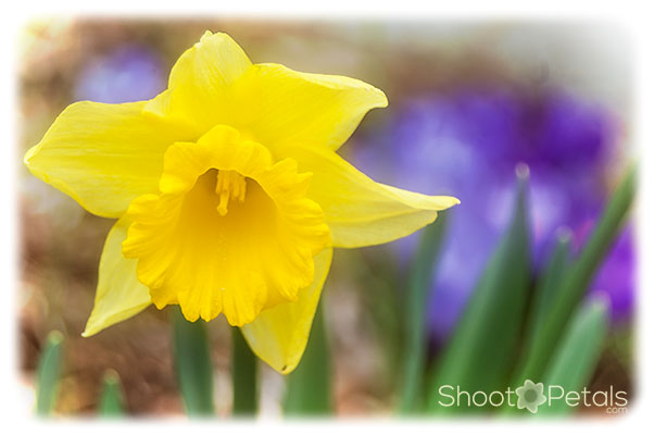 Spring bulbs, sunny daffodil and purple crocuses.