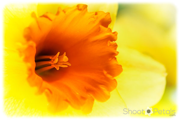 Bright yellow daffodil with orange trumpet