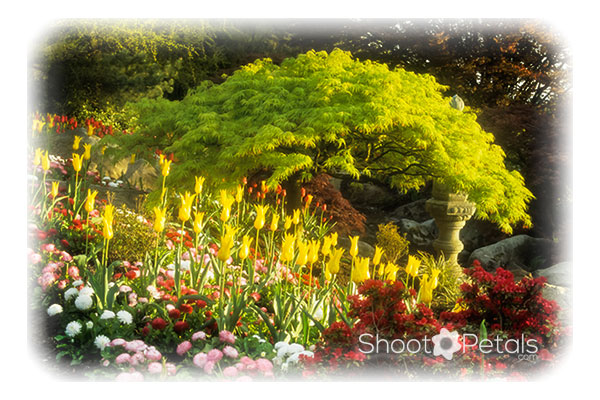 Queen Elizabeth Park garden - the quarry garden.