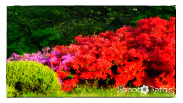 Spring, glowing rhododendrons