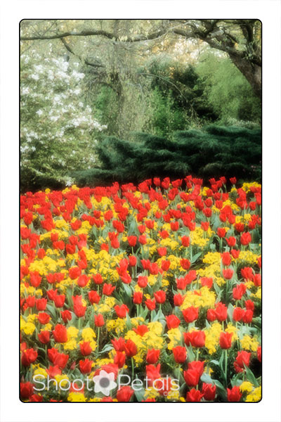 Queen Elizabeth Park tulips and daffodils near The Seasons Restaurant