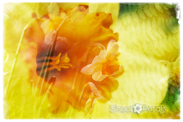 Spring, daffodils and textures.