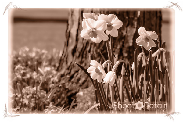 Originally yellow and orange daffodils, now sepia.