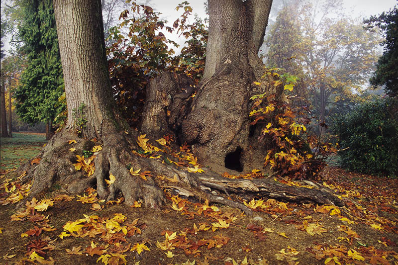 Trees In Fog, Stanley Park