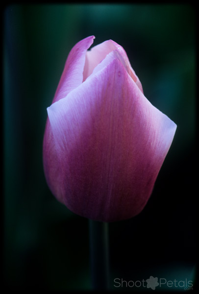 Pink and white variegated Darwinian tulip, Stanley Park, Vancouver.