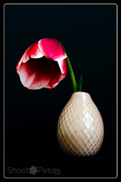 Miniature red and white tulip in a vase on black background.