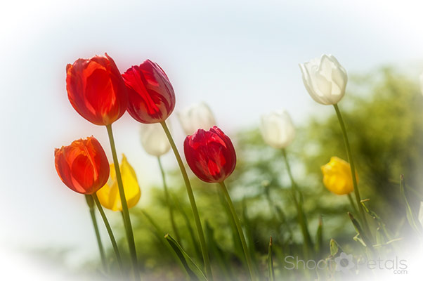 Dreamy, colourful tulips in the garden