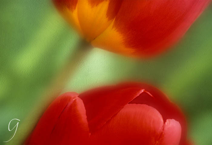 Brilliant red and yellow Darwinian tulips abstract