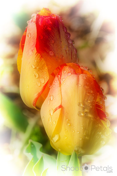 Yellow and orange Darwinian tulips with raindrops