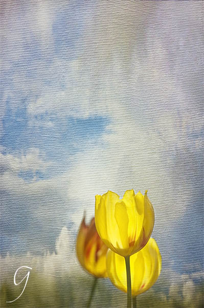 Translucent yellow Darwinian tulips.