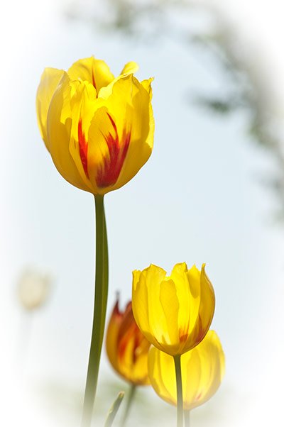 Translucent yellow and red tulips, with layers of white vignetting.