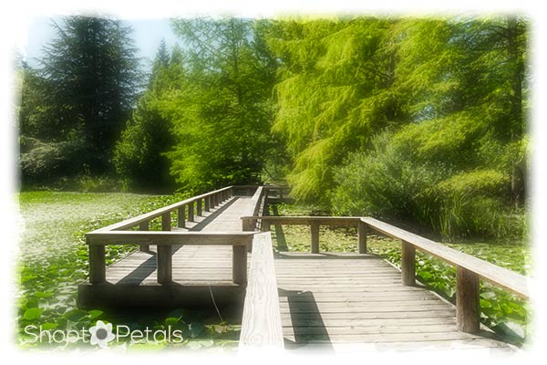 Wooden walk across Cypress Pond at VanDusen Garden.