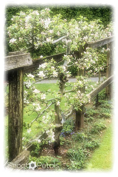 Espalier at the Children's Garden.