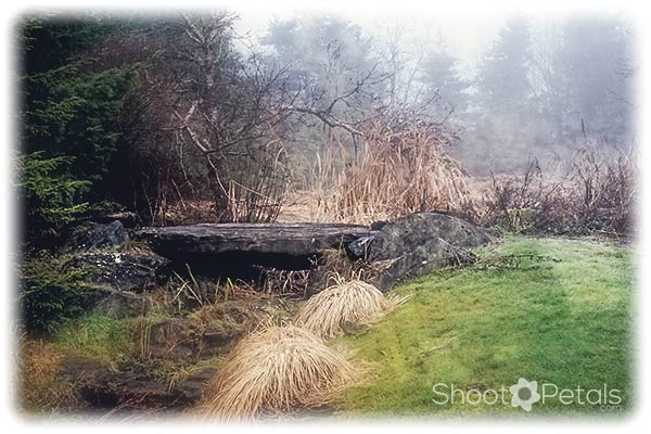 A winter day in VanDusen Botanical Garden.