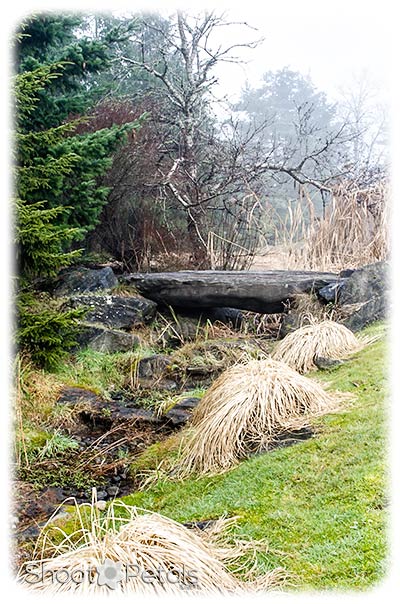 A winter day in VanDusen Botanical Garden.