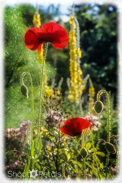 Backlit red poppies at VanDusen Botanical Garden