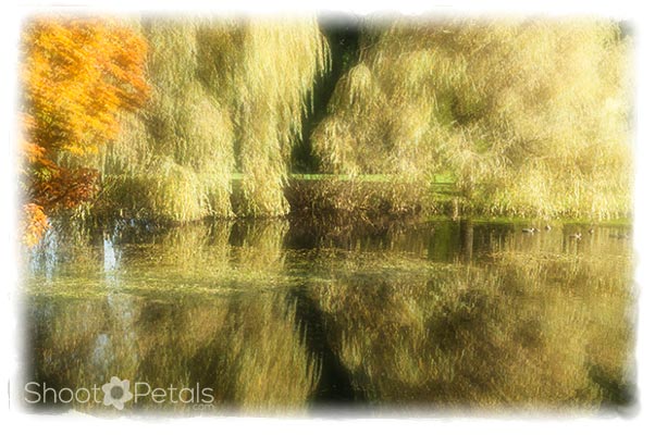 Willows and Reflections, Heron Lake