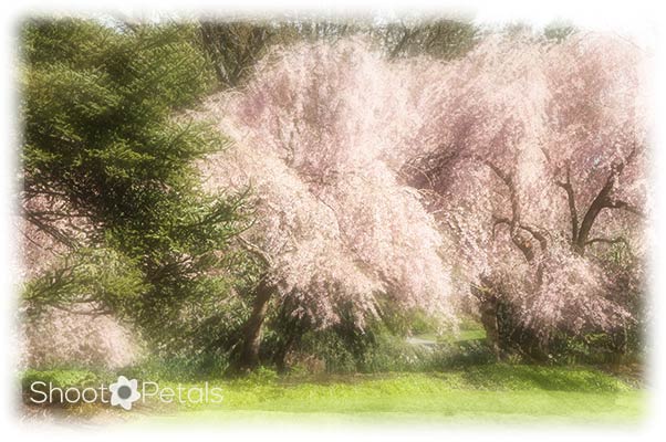 Radiant Cherry Blossoms at VanDusen Gardens