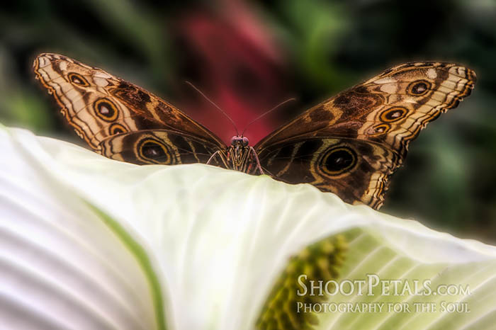 Victoria Butterfly Gardens, Blue Morpho On Lily