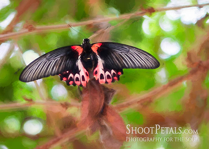 Victoria Butterfly Gardens scarlet mormon textures