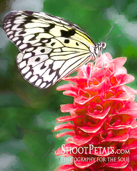 Victoria Butterfly Gardens White Paper Nymph on ginger